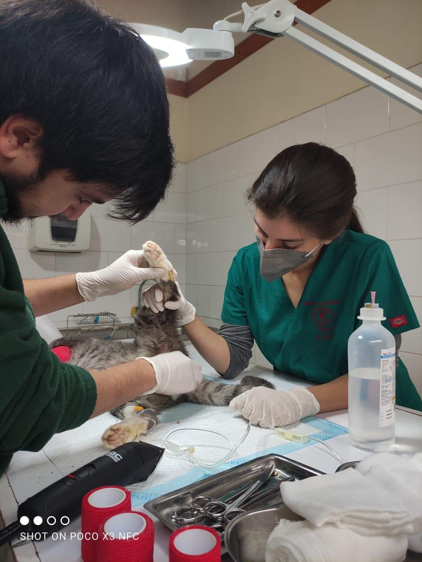 HakiVET - Atención veterinaria profesional con gato